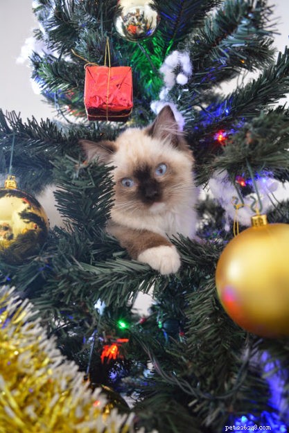 Daisy Blue: The Charming Ragdoll of the Week