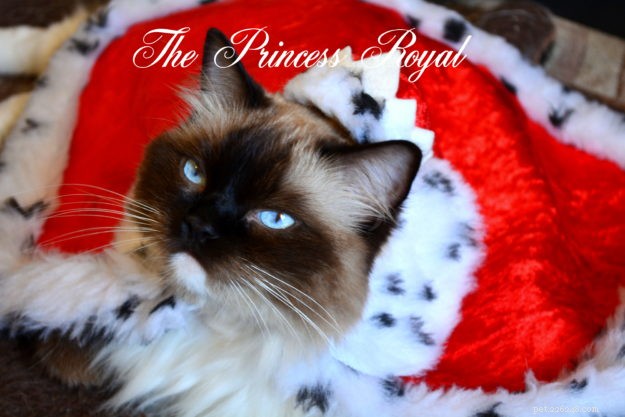 Daisy Blue: The Charming Ragdoll of the Week
