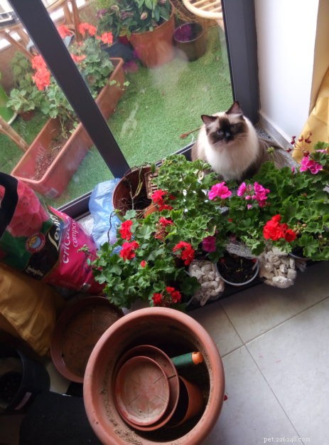 Daisy Blue: The Charming Ragdoll of the Week