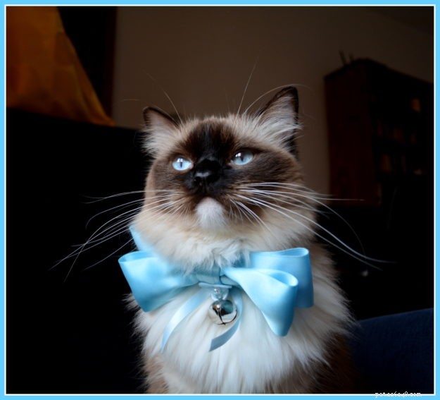 Daisy Blue: The Charming Ragdoll of the Week