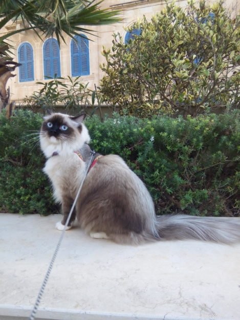 Daisy Blue: The Charming Ragdoll of the Week