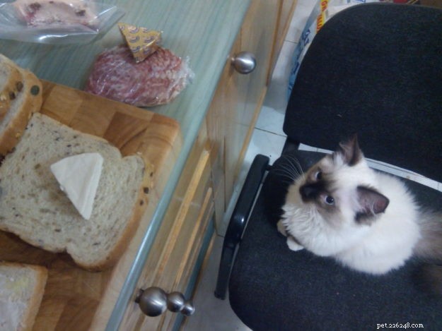 Daisy Blue: The Charming Ragdoll of the Week