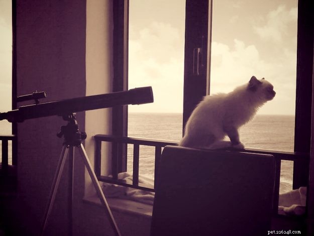 Daisy Blue: The Charming Ragdoll of the Week