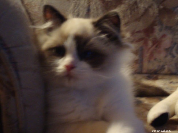 Zak: The Heartwarming Ragdoll Spotlighted This Week