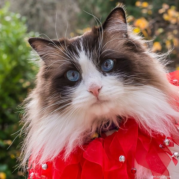 Zak: The Heartwarming Ragdoll Spotlighted This Week