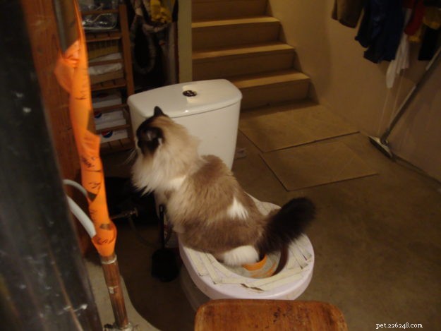 Zak: The Heartwarming Ragdoll Spotlighted This Week
