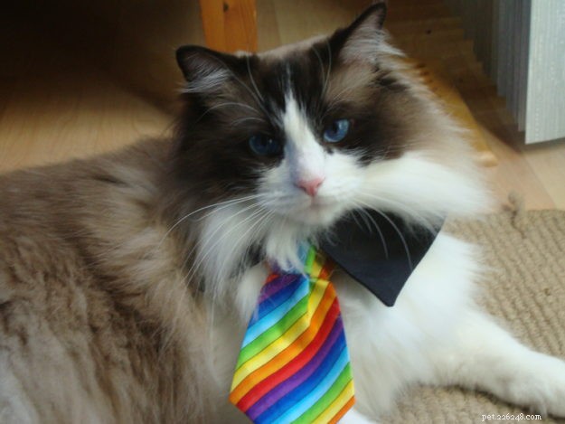 Zak: The Heartwarming Ragdoll Spotlighted This Week
