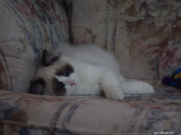 Zak: The Heartwarming Ragdoll Spotlighted This Week