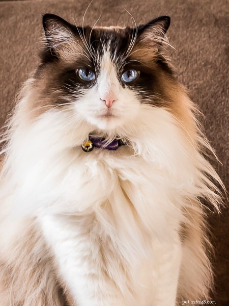 Zak: The Heartwarming Ragdoll Spotlighted This Week