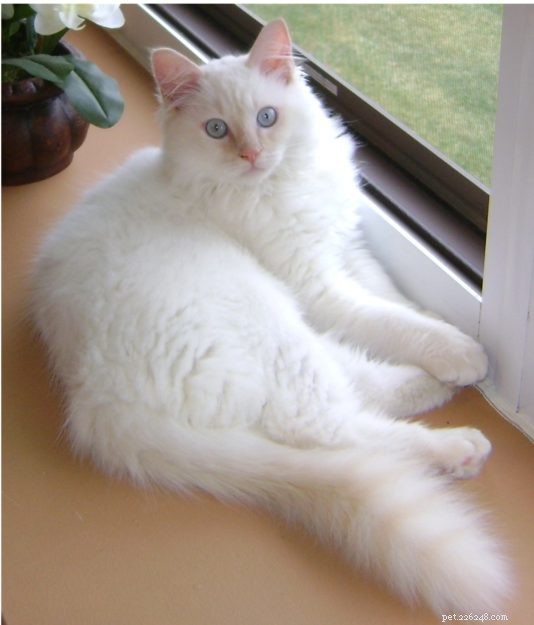 Meet Sugar: Ragdoll Cat of the Week