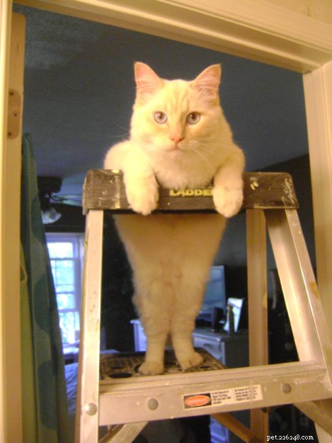 Meet Sugar: Ragdoll Cat of the Week