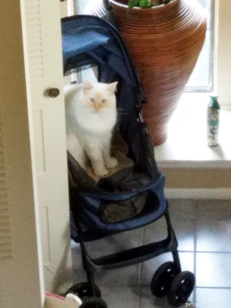 Meet Sugar: Ragdoll Cat of the Week