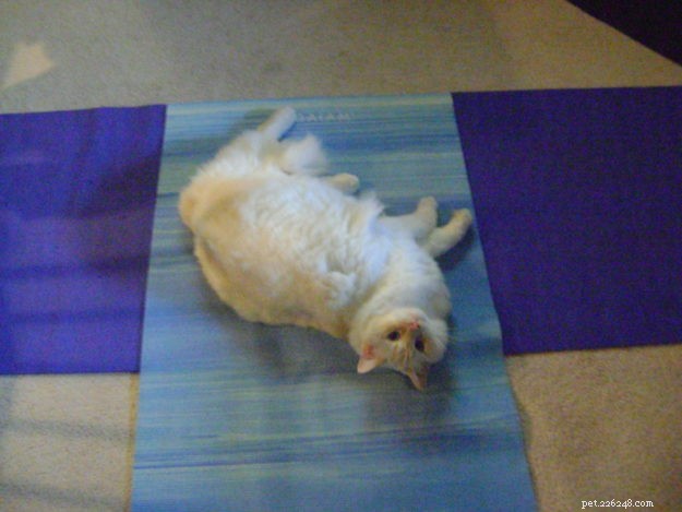 Meet Sugar: Ragdoll Cat of the Week