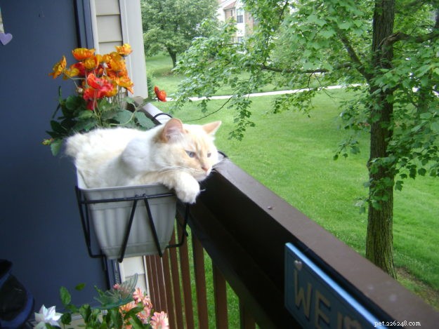 Meet Sugar: Ragdoll Cat of the Week