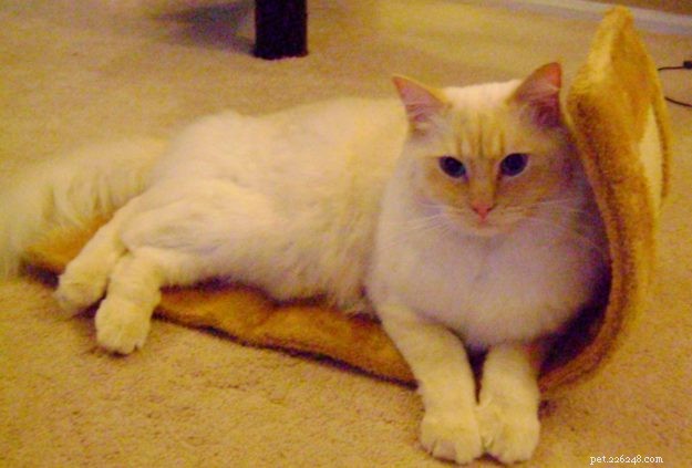 Meet Sugar: Ragdoll Cat of the Week