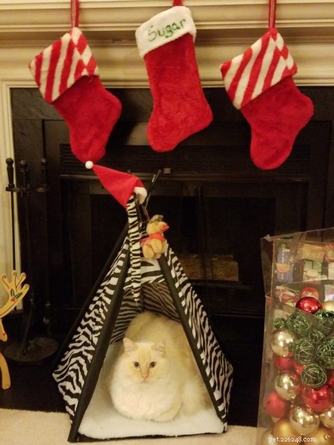 Meet Sugar: Ragdoll Cat of the Week