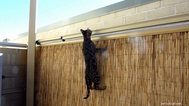 Oscillot®: Wire‑Free Cat Containment—Safe, Easy, and Trustworthy