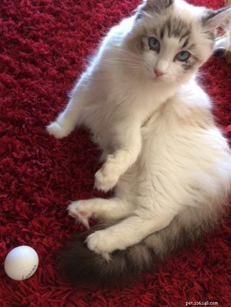Mimi: The Stunning Ragdoll Kitten Featured This Month