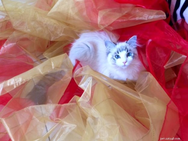 Mimi: The Stunning Ragdoll Kitten Featured This Month