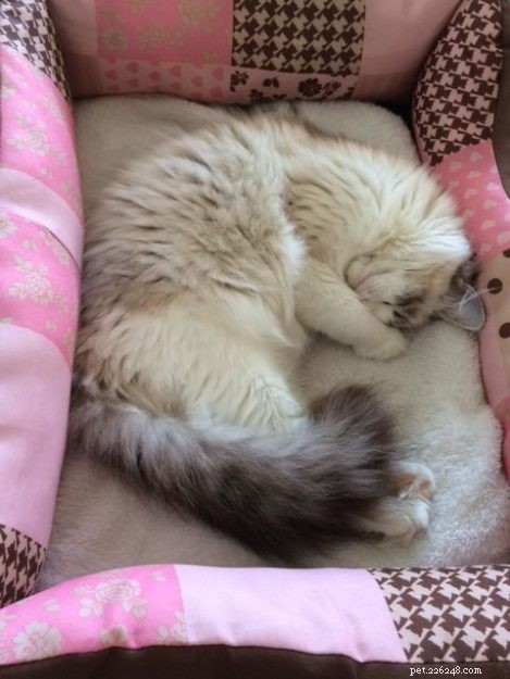 Mimi: The Stunning Ragdoll Kitten Featured This Month