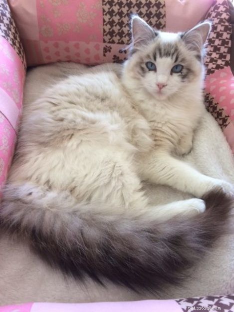 Mimi: The Stunning Ragdoll Kitten Featured This Month