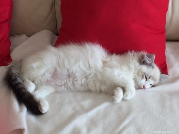 Mimi: The Stunning Ragdoll Kitten Featured This Month
