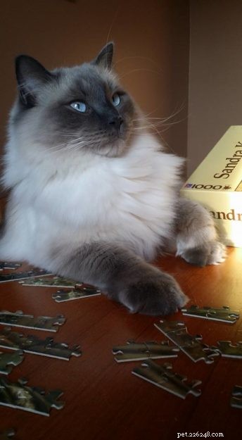 Meet Grayson: Featured Ragdoll of the Week – A Heartwarming Cat Story