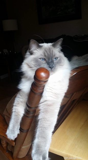 Meet Grayson: Featured Ragdoll of the Week – A Heartwarming Cat Story