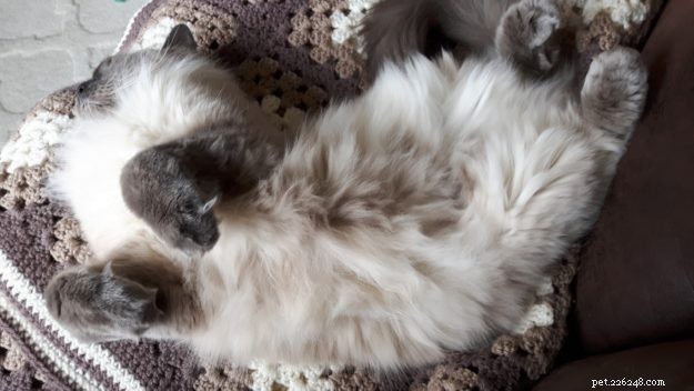 Meet Grayson: Featured Ragdoll of the Week – A Heartwarming Cat Story