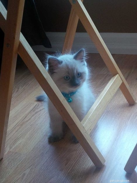 Meet Grayson: Featured Ragdoll of the Week – A Heartwarming Cat Story