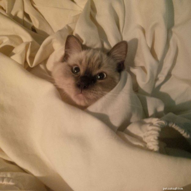 Meet Grayson: Featured Ragdoll of the Week – A Heartwarming Cat Story