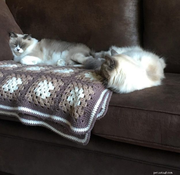 Meet Grayson: Featured Ragdoll of the Week – A Heartwarming Cat Story
