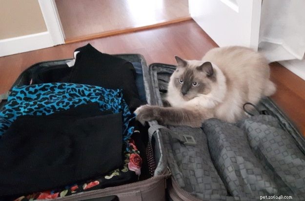 Meet Grayson: Featured Ragdoll of the Week – A Heartwarming Cat Story