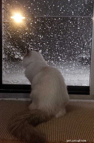 Meet Grayson: Featured Ragdoll of the Week – A Heartwarming Cat Story