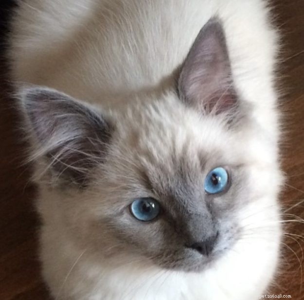 Meet Kingston: Our New Ragdoll Star of the Week