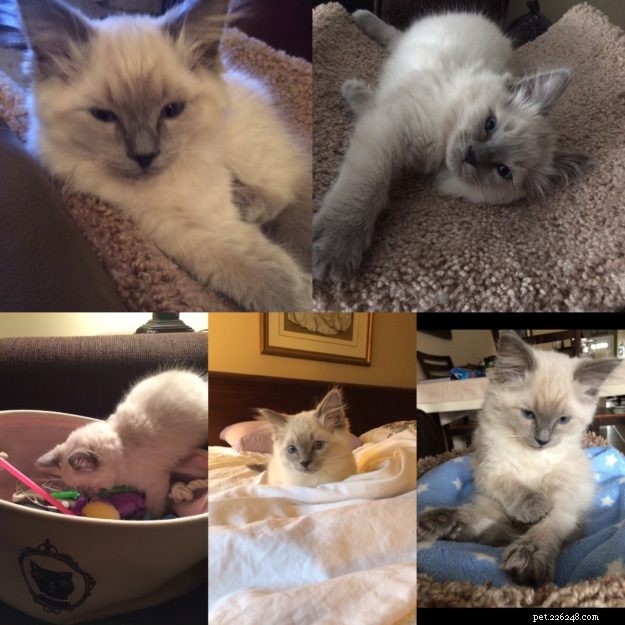 Meet Kingston: Our New Ragdoll Star of the Week