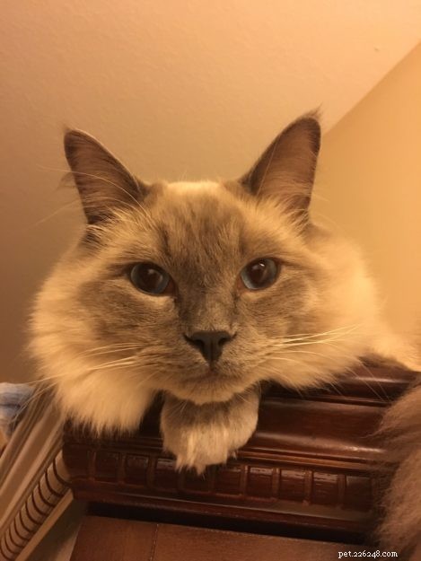 Meet Kingston: Our New Ragdoll Star of the Week
