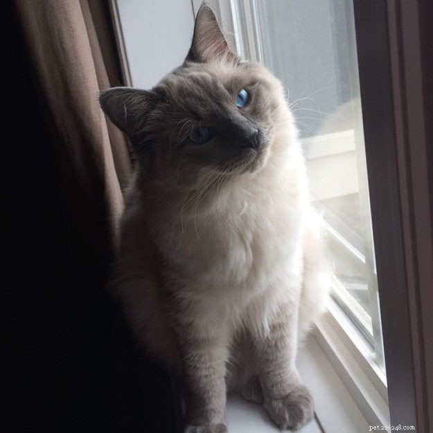 Meet Kingston: Our New Ragdoll Star of the Week
