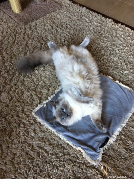 Meet Kingston: Our New Ragdoll Star of the Week