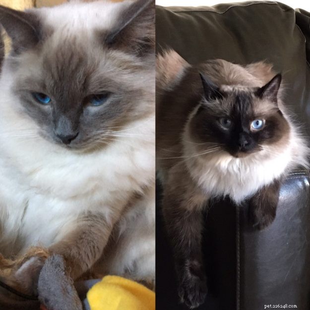Meet Kingston: Our New Ragdoll Star of the Week
