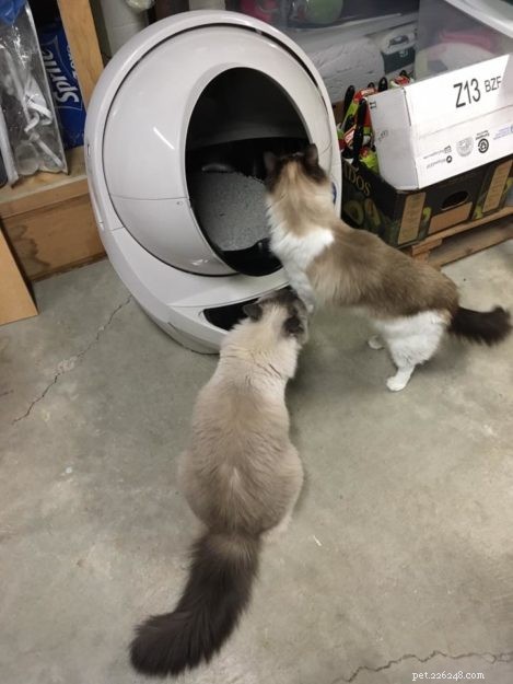 Litter Robot FAQ: How Many Cats Can One Unit Handle?