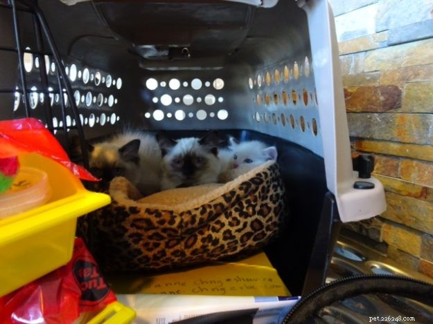 Meet Coby: The Stunning Ragdoll of the Week