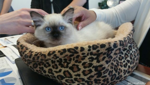 Meet Coby: The Stunning Ragdoll of the Week