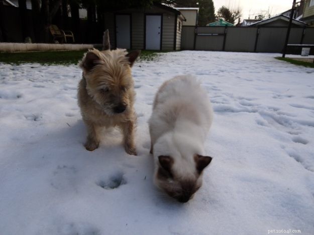 Meet Coby: The Stunning Ragdoll of the Week