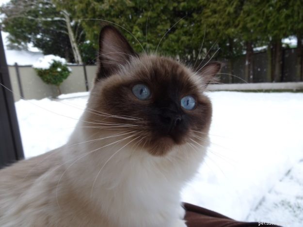Meet Coby: The Stunning Ragdoll of the Week