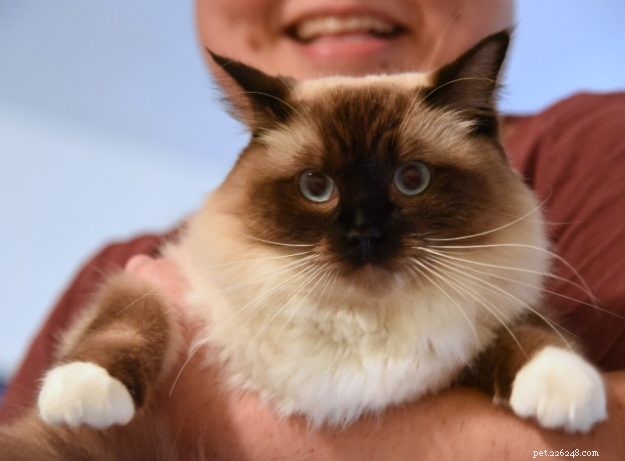 Meet Coby: The Stunning Ragdoll of the Week