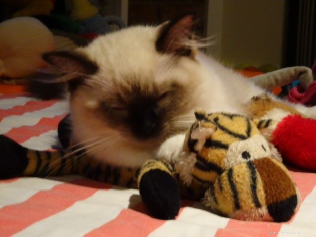 Meet Coby: The Stunning Ragdoll of the Week