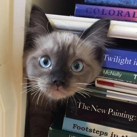 Chopstix O Neill III: Our Ragdoll Kitten of the Month