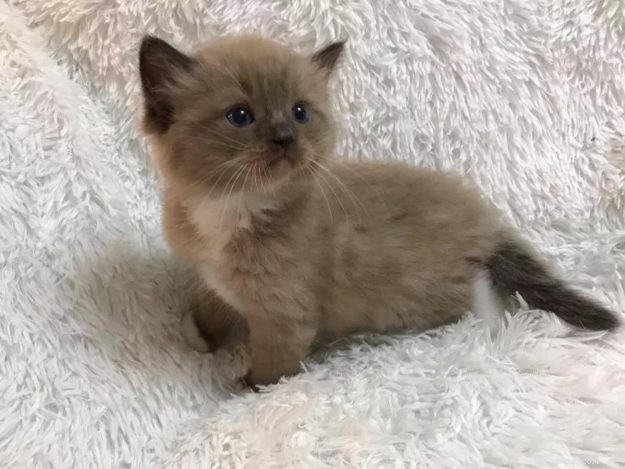 Chopstix O Neill III: Our Ragdoll Kitten of the Month