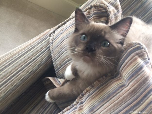 Chopstix O Neill III: Our Ragdoll Kitten of the Month
